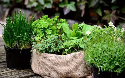 Tips for Container Gardening on the Deck, Porch, or Patio