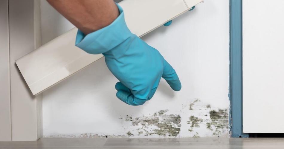 What to Look For: Recognizing the Signs of Mold in Your Home